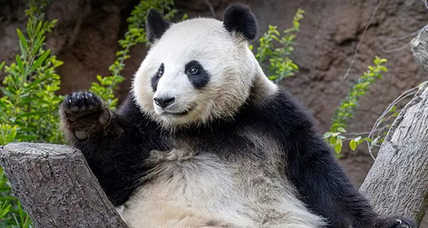 San Diego Zoo