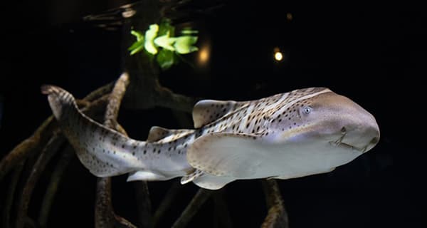 Aquarium Ticket